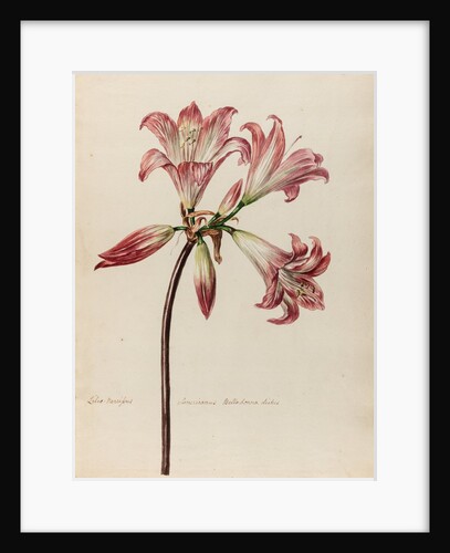 'Lilio- Narcissus Americanus Belladonna' by Jacob van Huysum