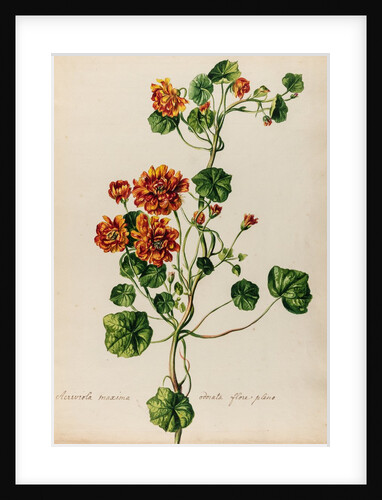 'Acriviola maxima odorata flore pleno' by Jacob van Huysum
