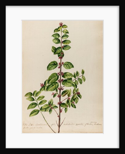 'Vitis Idoea Caroliniana' by Jacob van Huysum