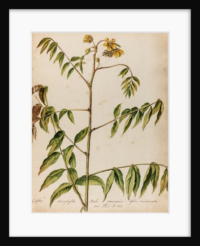 'Cassia decaphylla Orobi' by Jacob van Huysum