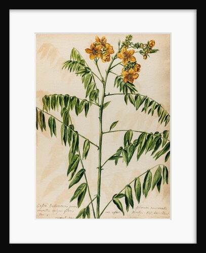 'Cassia Bahamensis' by Jacob van Huysum