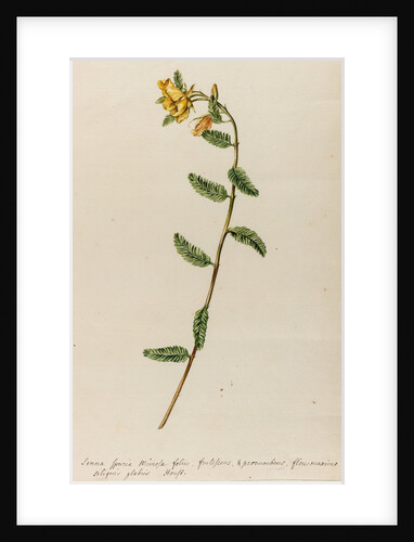 'Senna spuria mimosae' by Jacob van Huysum