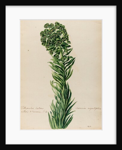 'Tithymalus Creticus characias' by Jacob van Huysum