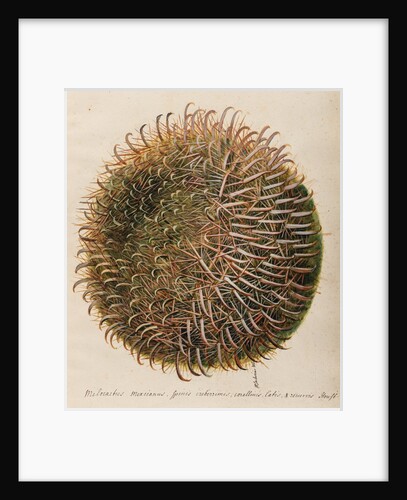 'Melocactus Mexicanus' by William Sartorius