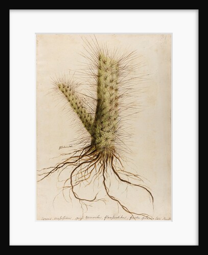 'Cereus crassissimus' by William Sartorius