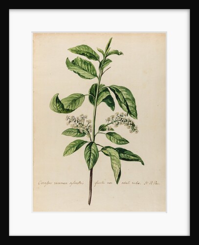 'Cerassus racemosa sylvestris' by Jacob van Huysum