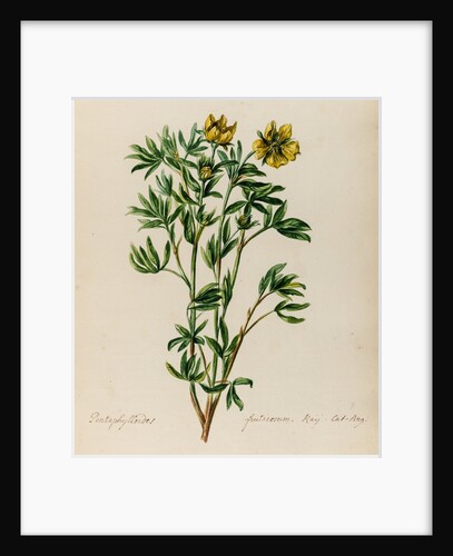 Shrubby cinquefoil specimen by Jacob van Huysum