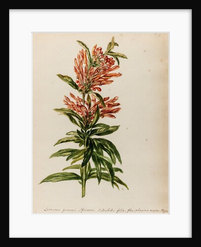 Lion's tail specimen by Jacob van Huysum