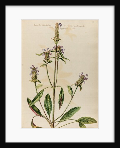 Woundwort specimen by Jacob van Huysum