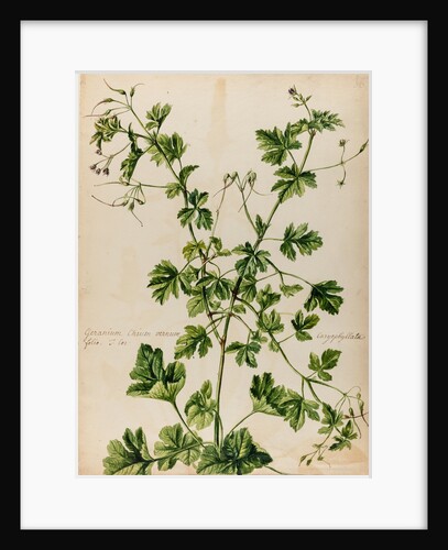 Geranium specimen by Jacob van Huysum