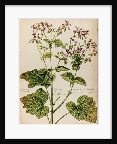 Geranium specimen by Jacob van Huysum