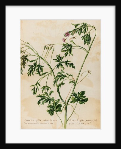 Geranium specimen by Jacob van Huysum