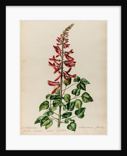 Erythrina specimen by Jacob van Huysum