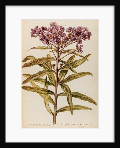 Perennial specimen by Jacob van Huysum