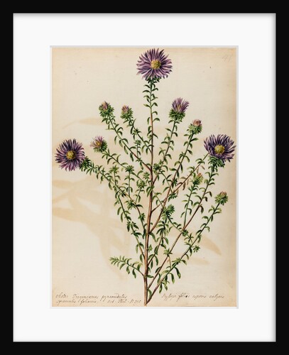 Starwort specimen by Jacob van Huysum