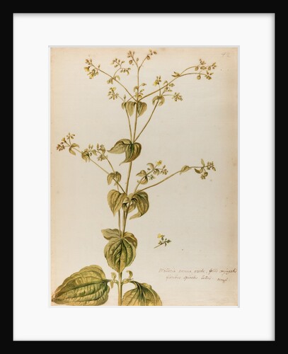 Milleria specimen by Jacob van Huysum