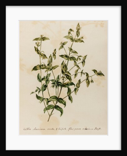 Marigold specimen by Jacob van Huysum