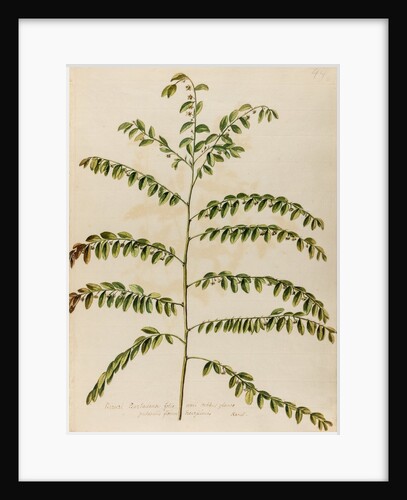 Stonebreaker specimen by Jacob van Huysum