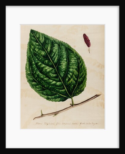 Mulberry specimen by Jacob van Huysum