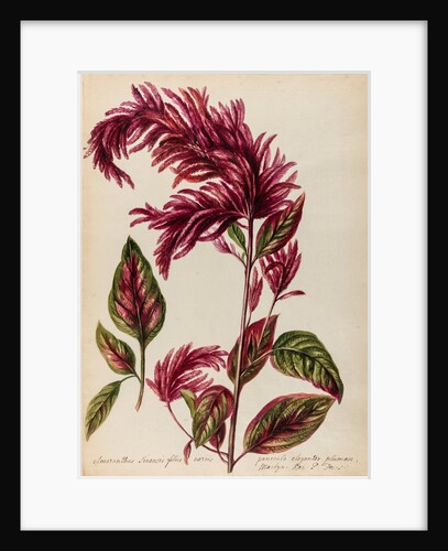 Red amaranth specimen by Jacob van Huysum