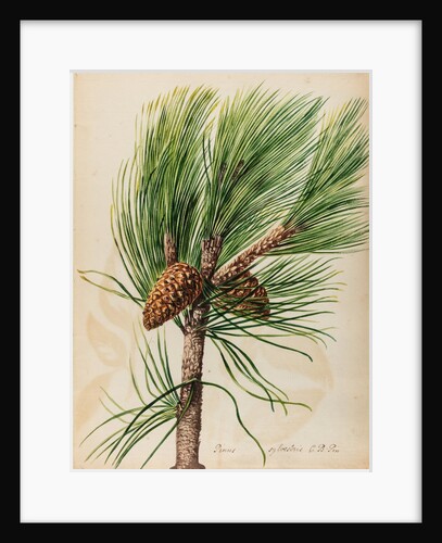 Scots pine specimen by Jacob van Huysum