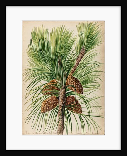 Scots pine specimen by Jacob van Huysum