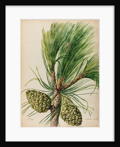 Stone pine specimen by Jacob van Huysum