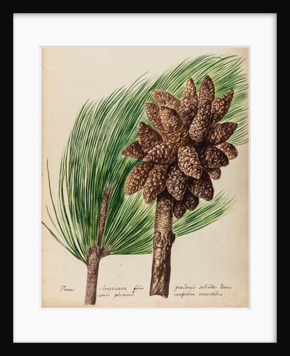 American pine specimen by Jacob van Huysum