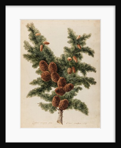 Cedar of Lebanon specimen by Jacob van Huysum