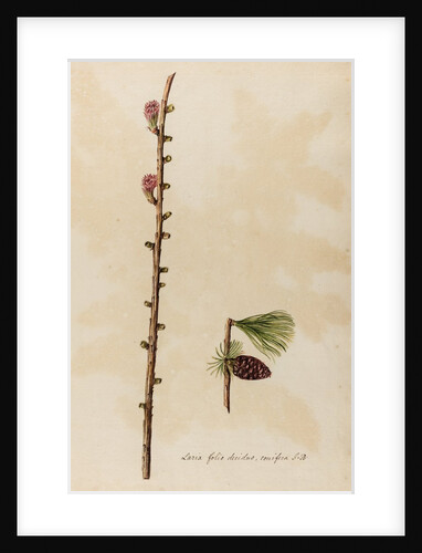 European larch specimen by Jacob van Huysum