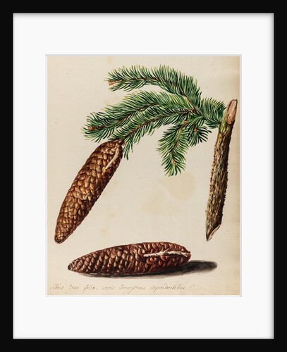 Fir tree specimen by Jacob van Huysum