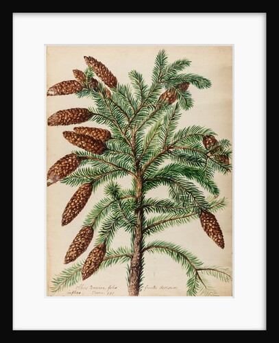Fir tree specimen by Jacob van Huysum