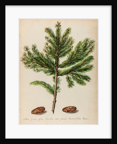 Spruce fir tree specimen by Jacob van Huysum