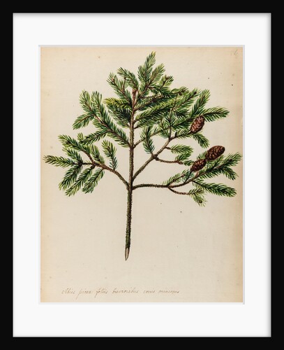 Spruce fir tree specimen by Jacob van Huysum