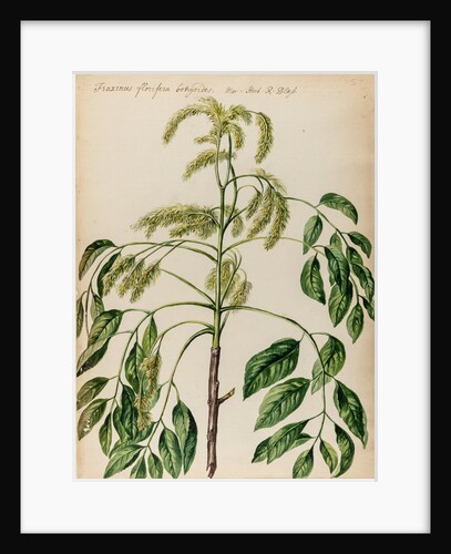 Ash specimen by Jacob van Huysum