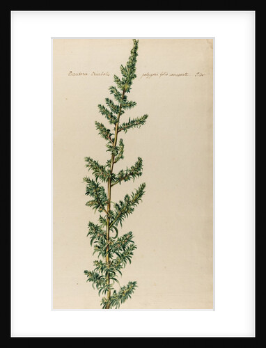 Pellitory specimen by Jacob van Huysum