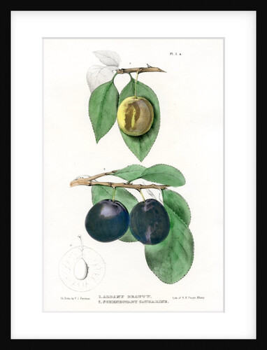 Plum varieties by Ebenezer Emmons junior