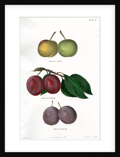 Plum varieties by Ebenezer Emmons junior