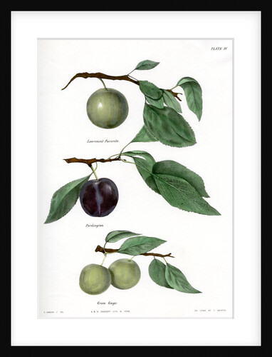 Plum varieties by Ebenezer Emmons junior