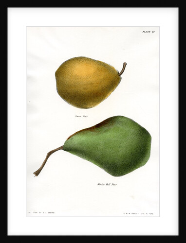 Pear varieties by George T Sandford