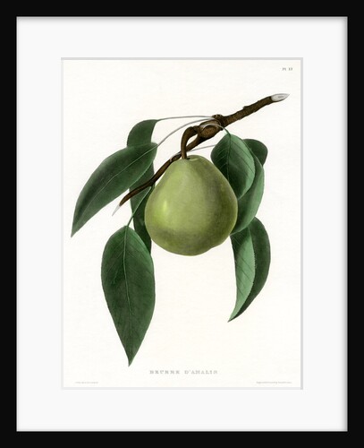 ‘Beurre d’Amalis’ by Ebenezer Emmons junior