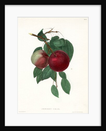 ‘Jersey Crab’ by Ebenezer Emmons junior