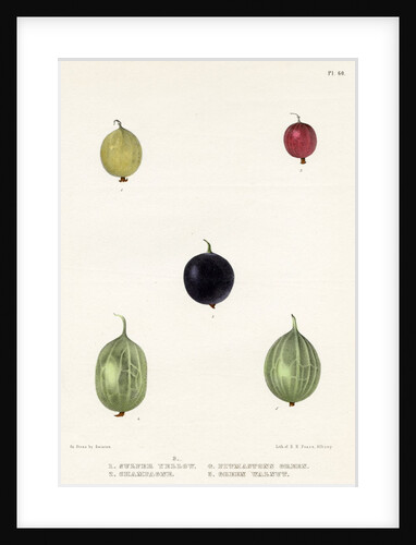 Gooseberry varieties by Frederick J Swinton