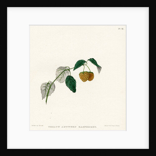 ‘Yellow Antwerp raspberry’ by Frederick J Swinton