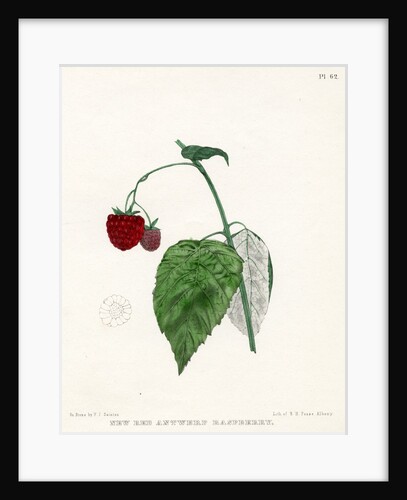 ‘New Red Antwerp raspberry’ by Frederick J Swinton