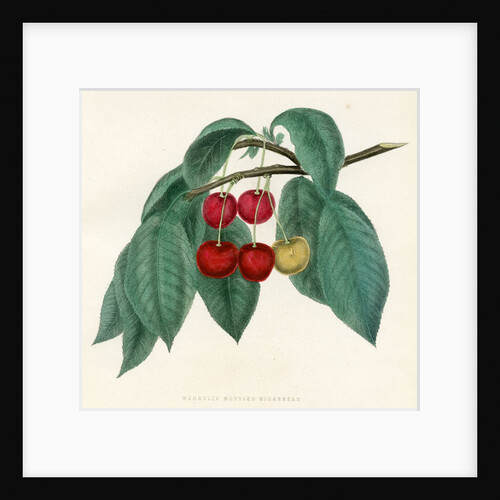 ‘Wendell’s Mottled Bigarreau’ by Unknown