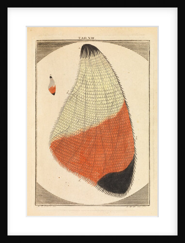 Butterfly wing by Martin Frobene Ledermuller