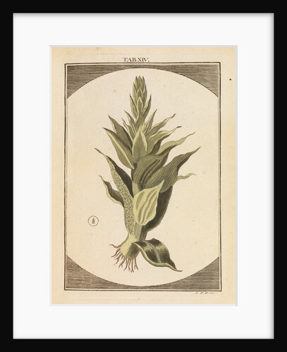 Moss by Martin Frobene Ledermuller