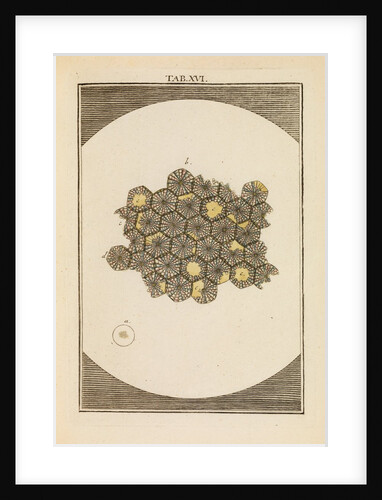 Butterfly egg cases by Martin Frobene Ledermuller