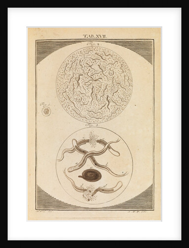 Nematodes by Martin Frobene Ledermuller